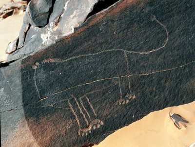 Prehistory, rock art: grave rock of the representation of a lion. Tazina style. Stone Age 5000-2000 BC. Taghit, Haut plateau du Hoggar (Ahaggar), Algeria بواسطة عصور ما قبل التاريخ