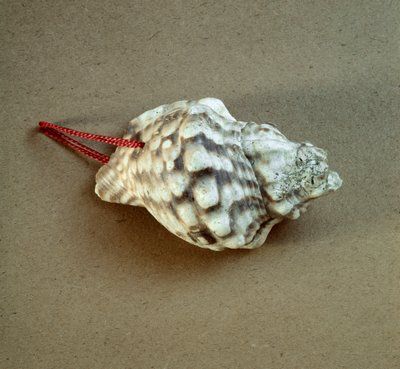 عصور ما قبل التاريخ: قذيفة من عقدة Triton مثقوبة ، تستخدم كصفارة من Necropole of Arene Candide (Finale Liguria) ، Liguria. العصر الحجري الحديث الأوسط ، العصر الحجري. الجينات ، متحف علم الآثار بواسطة عصور ما قبل التاريخ