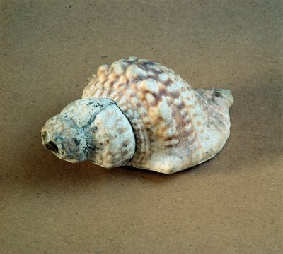 عصور ما قبل التاريخ: قذيفة من عقدة Triton مثقوبة ، تستخدم كصفارة من Necropole of Arene Candide (Finale Liguria) ، Liguria. العصر الحجري الحديث الأوسط ، العصر الحجري. الجينات ، متحف علم الآثار بواسطة عصور ما قبل التاريخ