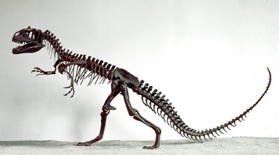 عصور ما قبل التاريخ: هيكل عظمي للديناصور Allosaurus fragilis. فترة العصر الجوراسي الأعلى. المتحف المدني للتاريخ الطبيعي ، ميلانو بواسطة عصور ما قبل التاريخ