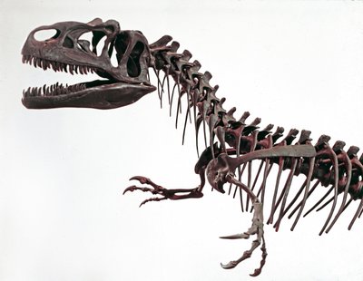 عصور ما قبل التاريخ: هيكل عظمي للديناصور Allosaurus fragilis. فترة العصر الجوراسي الأعلى. المتحف المدني للتاريخ الطبيعي ، ميلانو بواسطة عصور ما قبل التاريخ