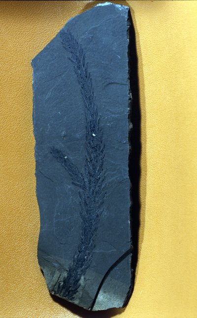 عصور ما قبل التاريخ: Glyptolepsis keuperiana ، صنوبرية متحجرة من العصر الترياسي العلوي ، عصر الميزوزويك. بواسطة عصور ما قبل التاريخ