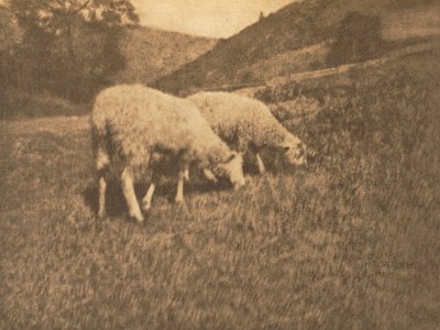عمل الكاميرا: الأغنام ، 1906. بواسطة البروفيسور هانز واتزيك