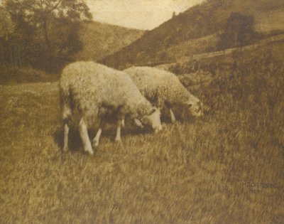 الأغنام ، 1901. بواسطة البروفيسور هانز واتزيك