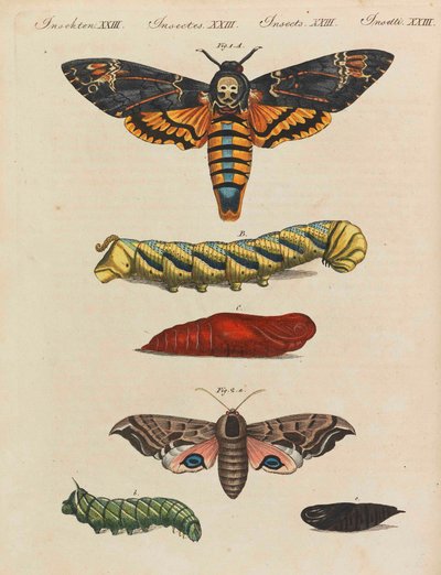 موسوعة الأطفال المصورة للكتاب المصور للأطفال بقلم فريدريش يوهان جاستن بيرتوش ، 1798-1830. بواسطة تلاميذ مدرسة الرسم الحرة الأميرية فايمار.