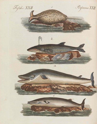 موسوعة الأطفال المصورة للكتاب المصور للأطفال بقلم فريدريش يوهان جاستن بيرتش ، 1798-1830. بواسطة تلاميذ مدرسة الرسم الحرة الأميرية فايمار.