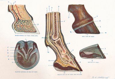 هيكل قدم الحصان ، 1907 c1910 بواسطة RE القابضة