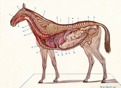 المقطع الرأسي لجسم الحصان ، 1907 ق 1910 بواسطة RE القابضة