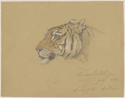 رأس نمر بواسطة رادن صريف بسطمان صالح