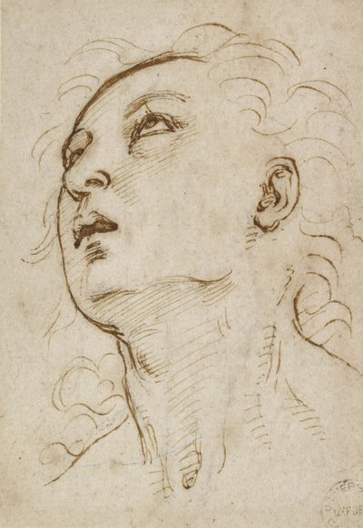 رأس شاب ينظر إلى الأعلى ، ج. 1497-1504 (قلم وحبر بني فوق نقطة معدنية على ورق كريمي) بواسطة رافايللو سانزيو رافائيل
