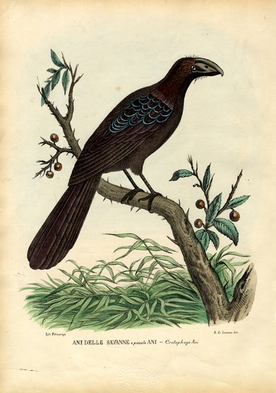 العاني ، 1863-1879 بواسطة رايموندو بيترارويا