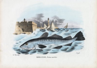 أتلانتيك كود ، 1863-1879 بواسطة رايموندو بيترارويا