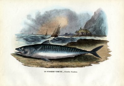 الأطلسي ماكريل ، 1863-1879 بواسطة رايموندو بيترارويا