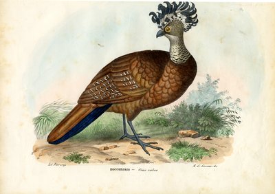 Curassow العظيم ، 1863-1879 بواسطة رايموندو بيترارويا