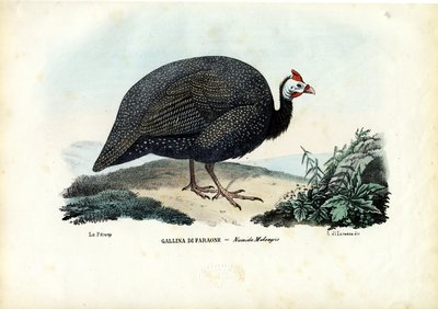 خوذة غينيا ، 1863-1879 بواسطة رايموندو بيترارويا
