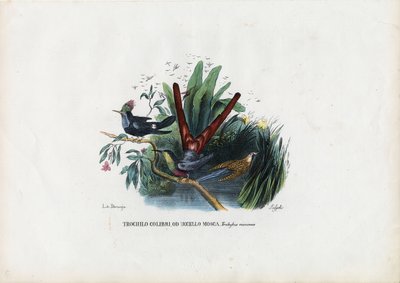 طيور الطنان ، 1863-1879 بواسطة رايموندو بيترارويا