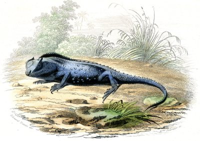 الرأس المتشعب (Lyriocephalus margaritaceus) - لوحة مستخرجة من Histoire Naturelle بقلم برنارد جيرمان دي لاسيبيدي (1856-1925)، طبعة P.Furme، باريس بواسطة رايموندو بيترارويا