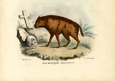 ضبع الضبع ، 1863-1879 بواسطة رايموندو بيترارويا