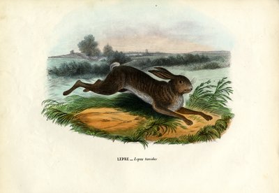 ماونتن هير ، 1863-1879 بواسطة رايموندو بيترارويا