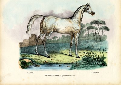 الحصان الفارسي ، 1863-1879 بواسطة رايموندو بيترارويا