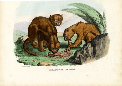 بوما ، 1863-1879 بواسطة رايموندو بيترارويا