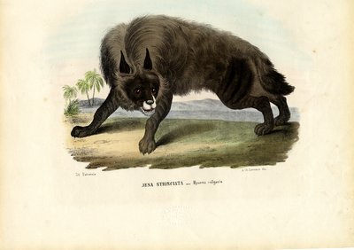 ضبع مخطط ، 1863-1879 بواسطة رايموندو بيترارويا