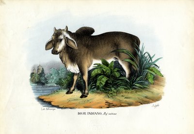 زيبو ، 1863-1879 بواسطة رايموندو بيترارويا