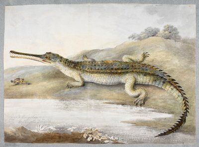 تمساح غيري أو جانجي وجهًا لوجه مع جندب ، حوالي عام 1820 (ألوان مائية على ورق) بواسطة رام سيتا