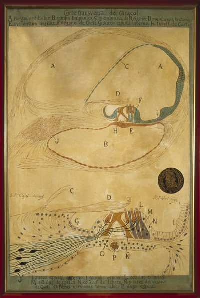 مقطع عرضي للحلزون ، رسم لرامون بادرو إي بيدريت بواسطة Ramón Padró y Pedret