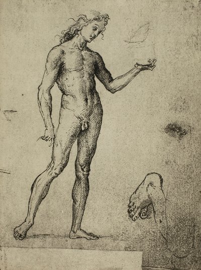 دراسة عارية الذكور ؛ رسم رافائيل. غاليري ديل أكاديميسيا ، البندقية بواسطة رافايللو سانزيو رافائيل