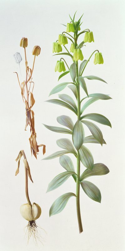 فريتيلاريا باليديفلورا بواسطة ريموند بوث