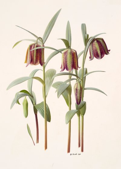 فريتيلاريا كوتشيانا بواسطة ريموند بوث