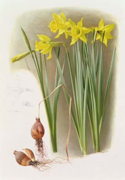 نارسيس هيسبانيكاس بوجي بواسطة ريموند بوث