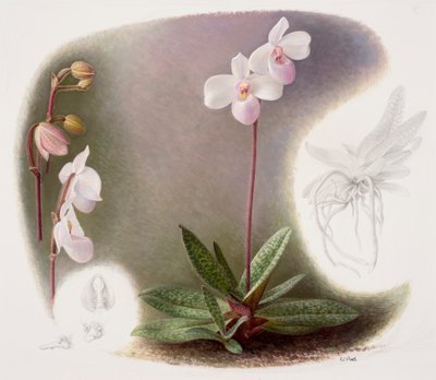 Paphiopedilium delenatii (زيت على ورق) بواسطة ريموند بوث
