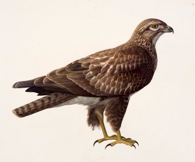 دراسة صقر صقر (زيت على ورق) بواسطة ريموند بوث