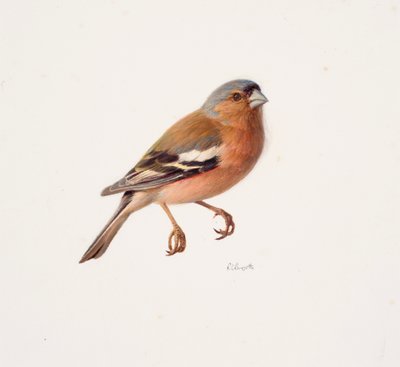 دراسة لطائر الحسون (زيت على ورق) بواسطة ريموند بوث