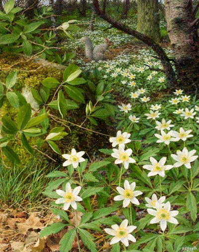 شقائق النعمان الخشبية، أواخر أبريل (زيت على لوح) بواسطة ريموند بوث