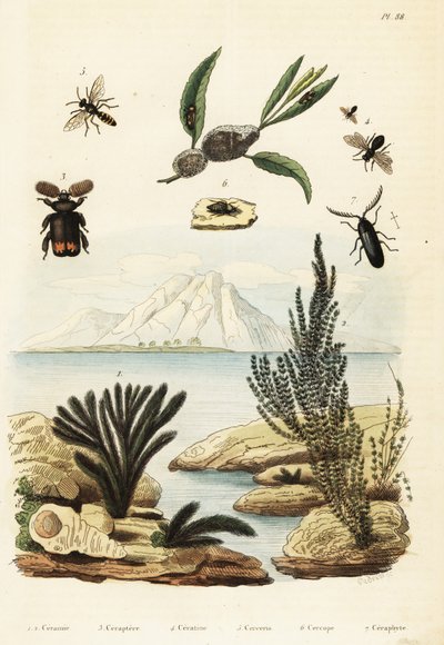 الطحالب والنحل والدبور ونطاط الضفادع ، 1834-1839 (نقش) بواسطة ريجينا كاثرين كاري