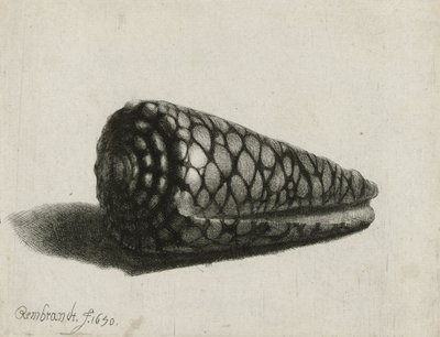 الصدف (كونوس مارموروس) ، 1650 بواسطة رامبرانت فان راين