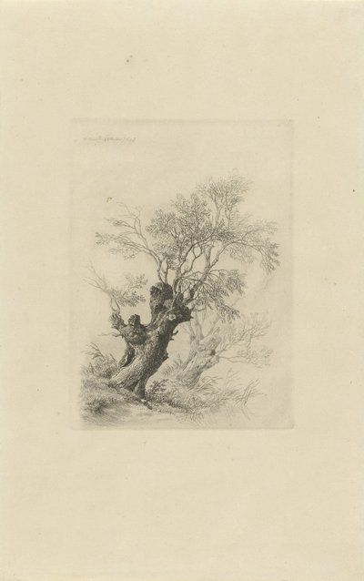 شجرة الصفصاف بواسطة Remigius Adrianus Haanen