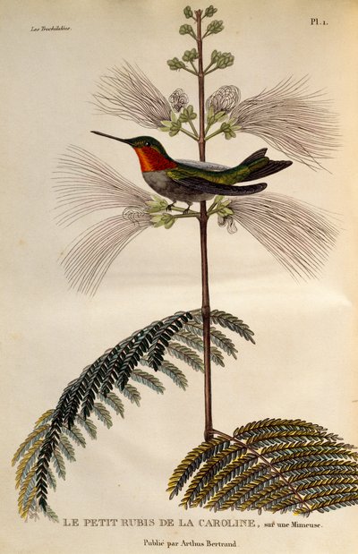 الطائر الطنان ياقوتي الحلق (Archilochus colubris)، نقش من Les trochilidees ou les colibris et les oiseaux-mouches بواسطة درس رينيه التمهيدي