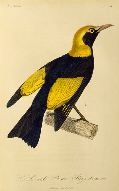 ذكر بالغ من Regent Bowerbird (Sericulus chrysocephalus) ، نقش من التاريخ الطبيعي لطيور الجنة و Epimagues بواسطة درس رينيه التمهيدي