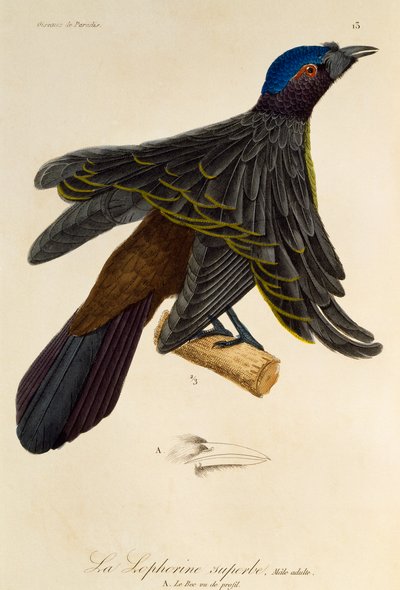 ذكر بالغ من طائر الجنة الرائع (Lophorina superba) ، نقش من التاريخ الطبيعي لطيور الجنة و Epimagues بواسطة درس رينيه التمهيدي