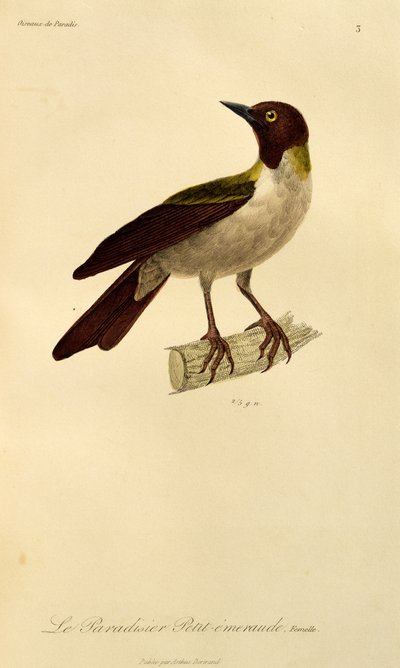 أنثى من طائر الجنة الصغرى (الجنة الصغرى) ، نقش من التاريخ الطبيعي لطيور الجنة و Epimagues بواسطة درس رينيه التمهيدي