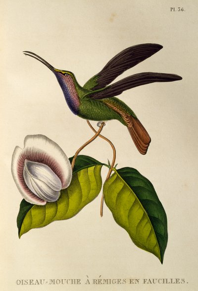 Lazulin Sabrewing (Campylopterus falcatus) ، نقش من The trochilids أو الطيور الطنانة والطيور الطنانة بواسطة درس رينيه التمهيدي