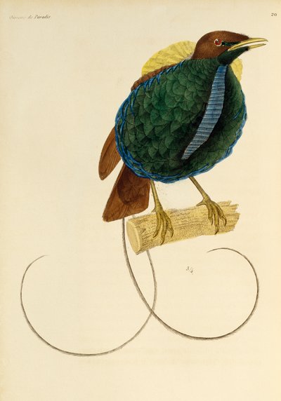 ذكر من طيور الجنة الرائعة (Cicinnurus magnificus) ، نقش من التاريخ الطبيعي لطيور الجنة و Epimagues بواسطة درس رينيه التمهيدي