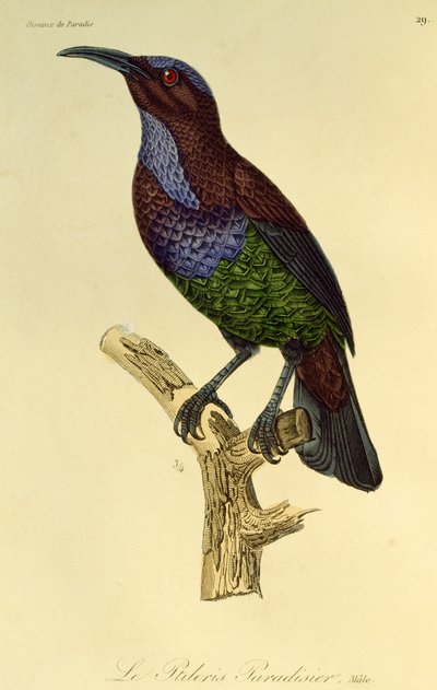 ذكر من الجنة Riflebird (Ptiloris paradiseus) ، نقش من التاريخ الطبيعي لطيور الجنة و Epimagues بواسطة درس رينيه التمهيدي