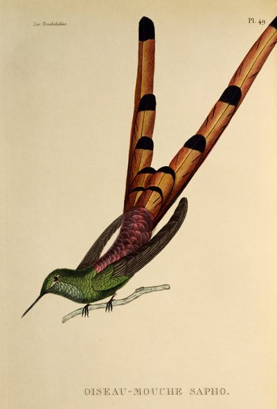 المذنب ذو الذيل الأحمر (Sappho sparganurus) ، نقش من The trochilides أو الطيور الطنانة والطيور الطنانة بواسطة درس رينيه التمهيدي
