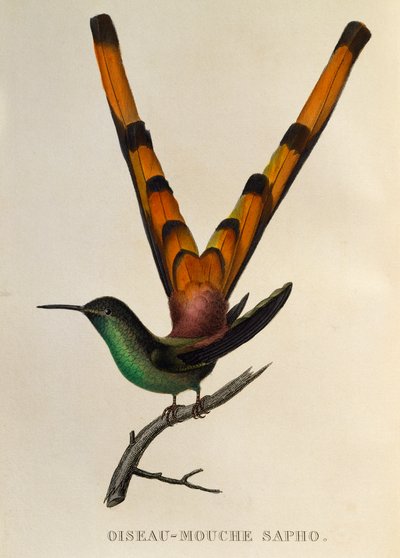 المذنب ذو الذيل الأحمر (Sappho sparganurus) ، نقش من The trochilides أو الطيور الطنانة والطيور الطنانة بواسطة درس رينيه التمهيدي
