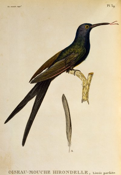 الطائر الطنان ذو الذيل المبتلع (Eupetomena macroura) ، نقش من Les trochilidees ou les colibris et les oiseaux-mouches بواسطة درس رينيه التمهيدي
